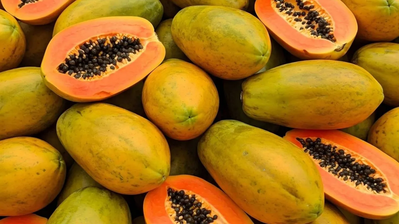 As estudantes de Bioquímica da Unifranz manipulam as sementes de mamão utilizadas como base para o Carispermex.