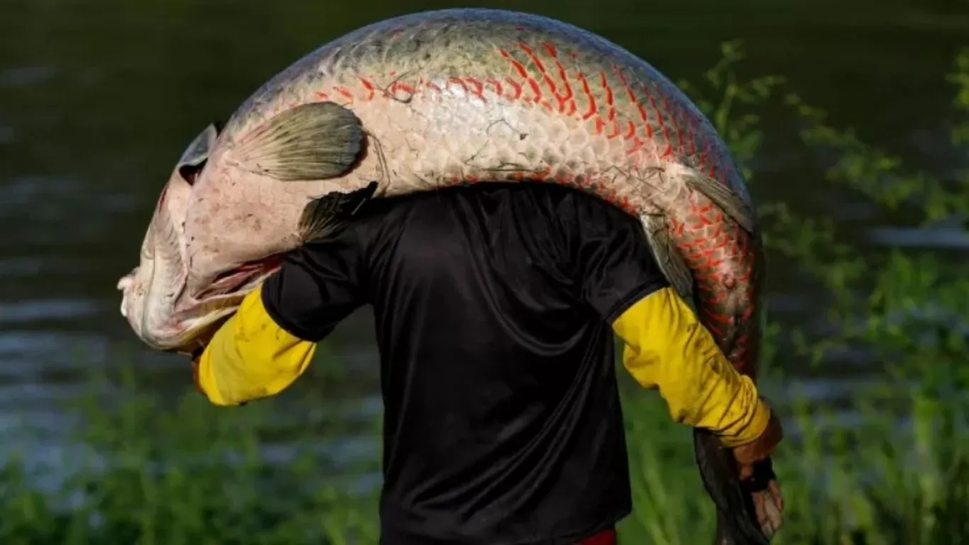 O pirarucu pode atingir até 3 metros de comprimento e agora é alvo de controle populacional fora da Região Norte.