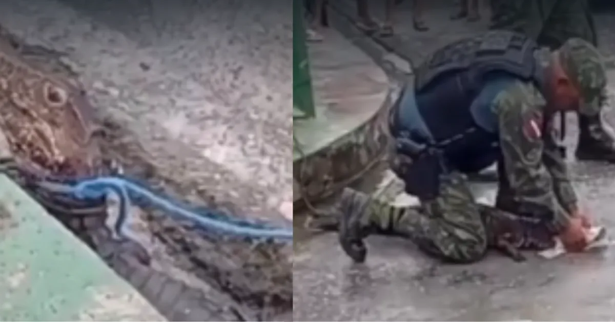 Depois de imobilizado, o jacaré foi colocado na viatura da equipe ambiental e encaminhado a um local apropriado.