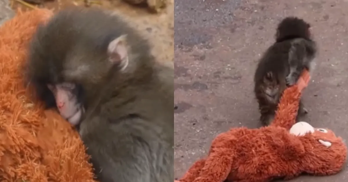 Agora o filhote está integrado a um novo grupo.