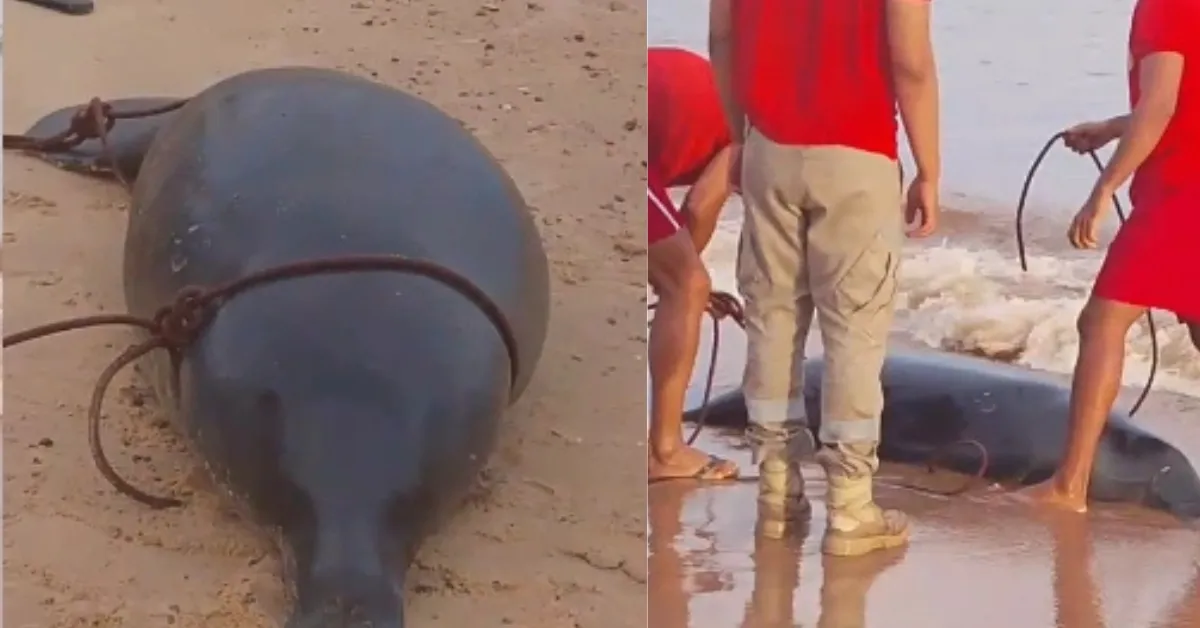 As causas da morte deverão ser apuradas pelos órgãos ambientais competentes.