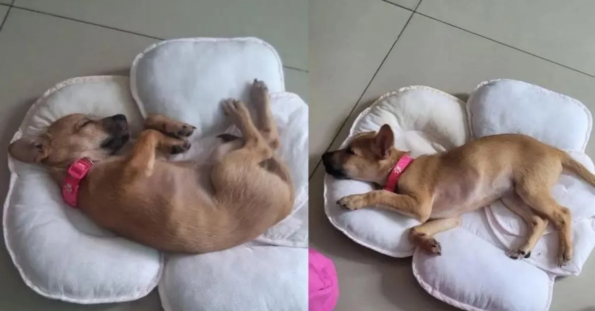 Animal ainda é filhote, tem pelagem na cor caramelo e temperamento dócil.