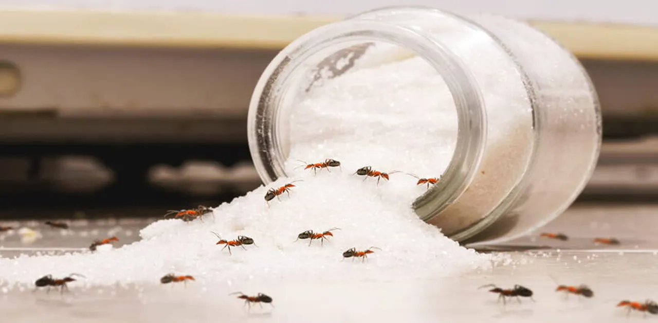 Acabe com as formigas na sua casa com 6 truques simples e baratos.