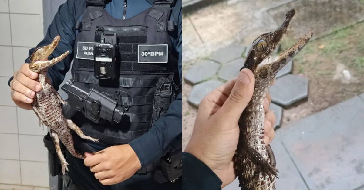 Os militares do BPA identificaram o animal como pertencente à espécie jacaré-coroa
