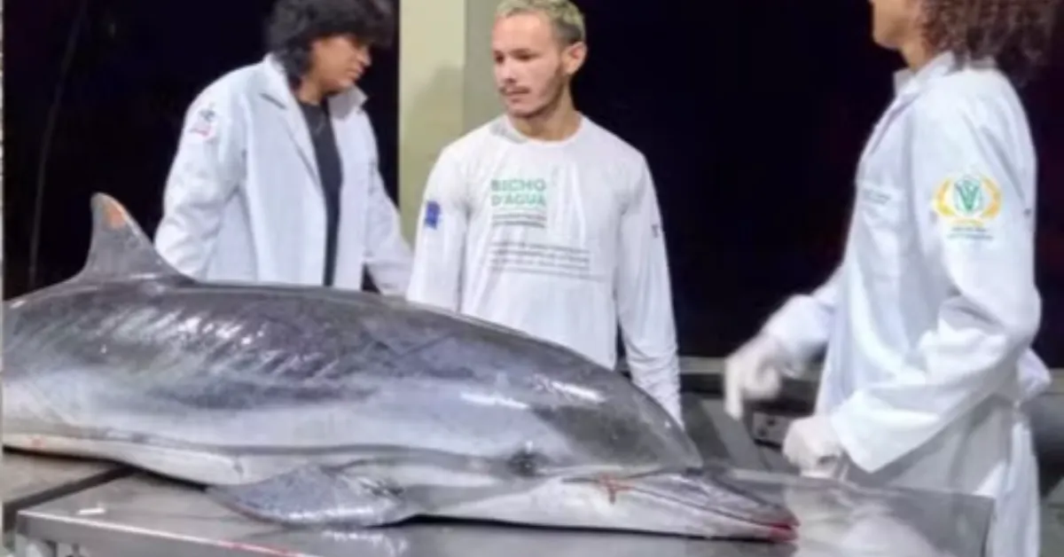 Golfinho-listrado encontrado morto em Mosqueiro passa por necropsia para apurar as causas da morte, em procedimento conduzido por pesquisadores.