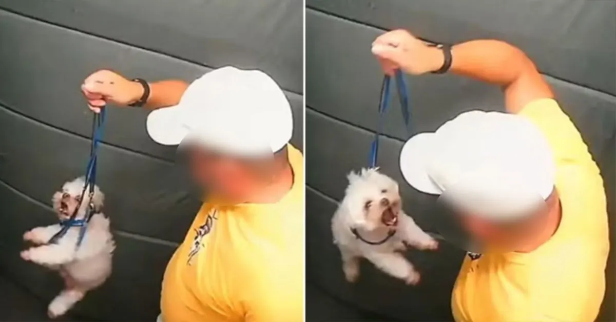 Autoridades apreenderam o cachorro após agressões cometidas pelo tutor.