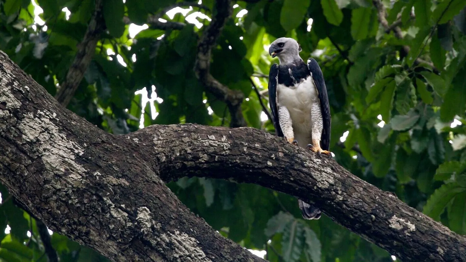 Imagem ilustrativa da notícia: Projeto Harpia reforça proteção da espécie no Mosaico de Carajás