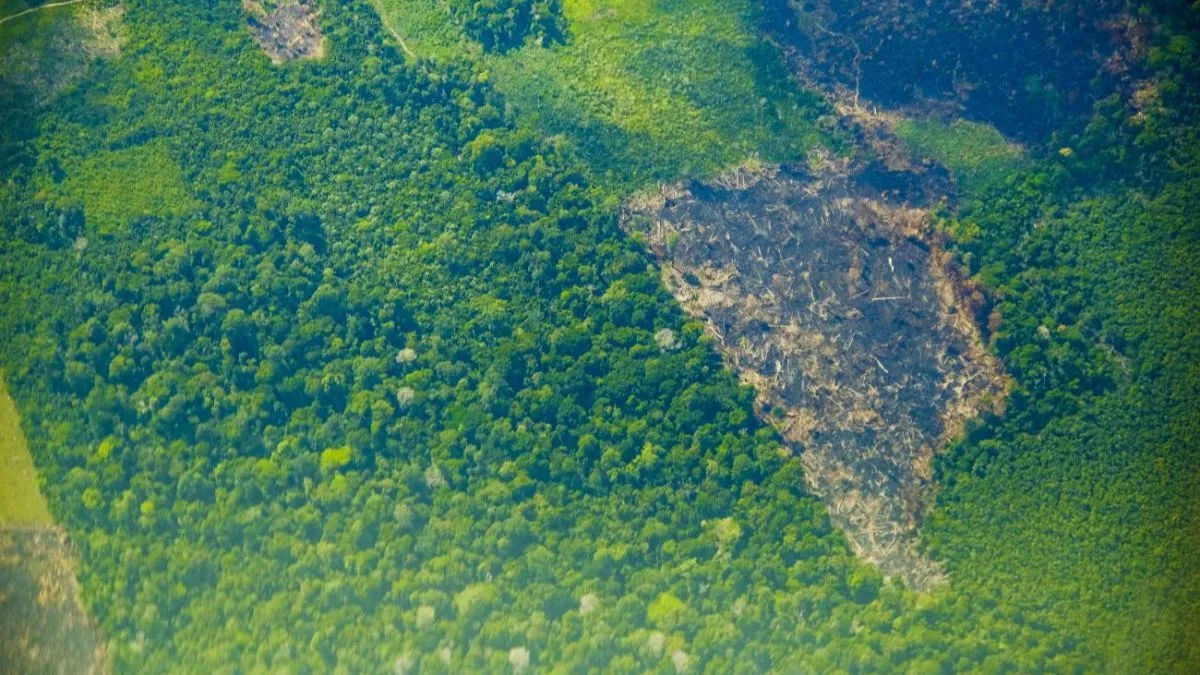 As ações de combate ao desmatamento resultaram em reduções expressivas nos municípios.