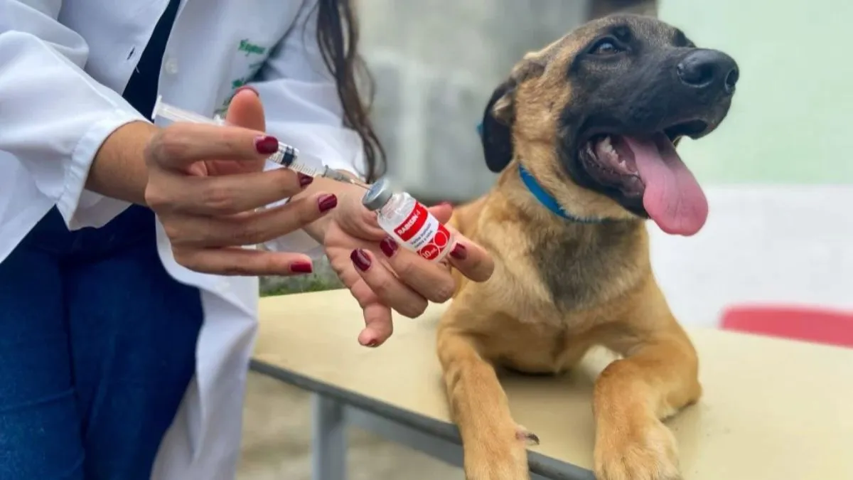 A primeira etapa da ação ocorreu nos distritos de Mosqueiro, Outeiro e Icoaraci, mais distantes da área central.