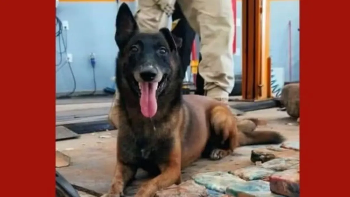 Imagem ilustrativa da notícia: Cão-herói pioneiro da Guarda Municipal de Marabá, Ziah morre aos 12 anos