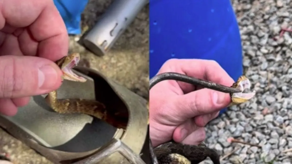 A filhote de jararaca estava na sandália