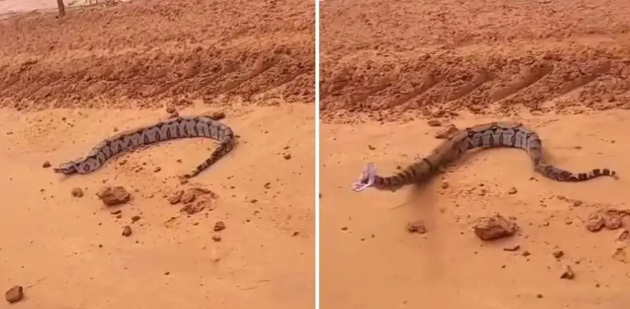 Jiboia dá bote contra carro e assusta técnica que parou para fotografar em estrada.