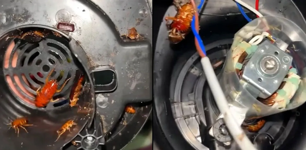 Vídeo mostra jovem encontrando ninho de baratas dentro de liquidificador; higienização correta de eletrodomésticos é essencial para prevenir contaminações.