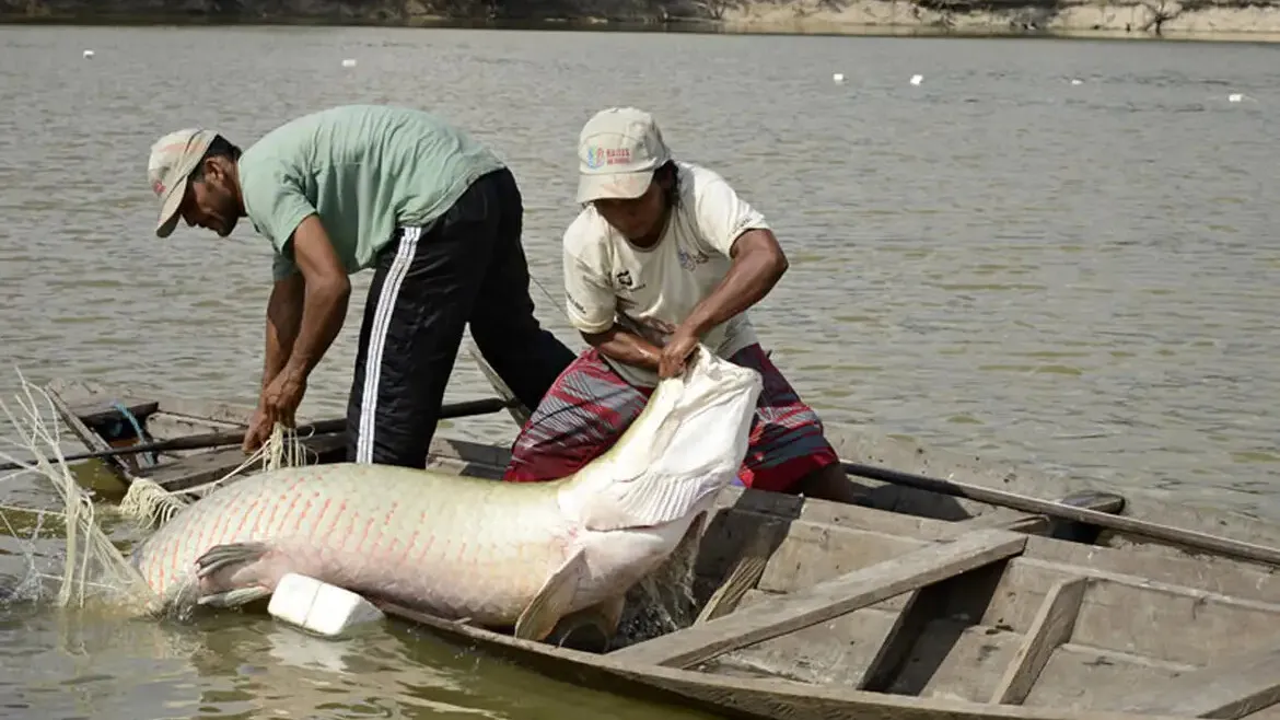Estudo da UFPA decifra DNA do pirarucu e do filhote, promovendo a sustentabilidade e rastreabilidade na piscicultura amazônica. Conheça os avanços!