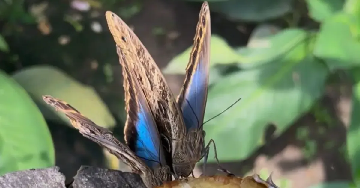 Uma das borboletas mais conhecidas do local apresenta coloração azul.