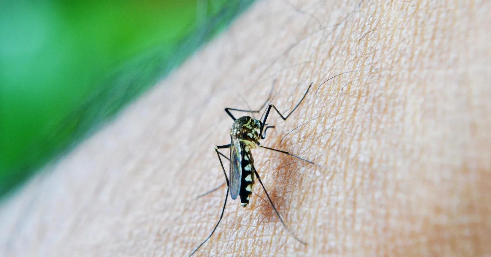 Conheça os fatores que atraem mosquitos e como evitar suas picadas de forma eficaz.