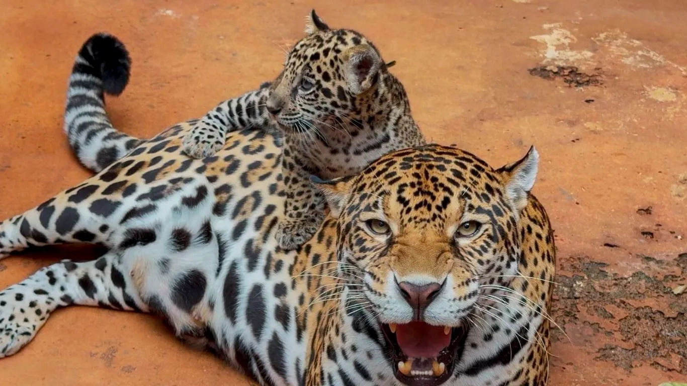 O filhote de onça-pintada sob monitoramento na área interna; nome do novo morador será revelado neste domingo (29).