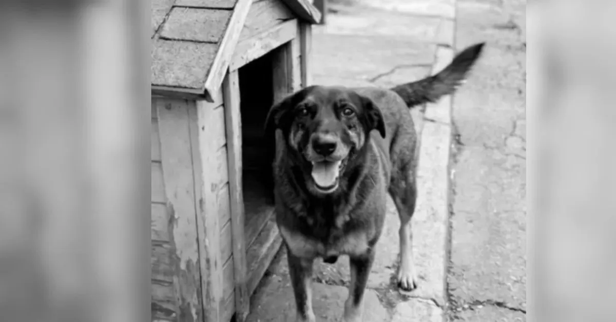 Além do cão Orelha, a polícia investiga também uma segunda ocorrência envolvendo um cachorro caramelo.