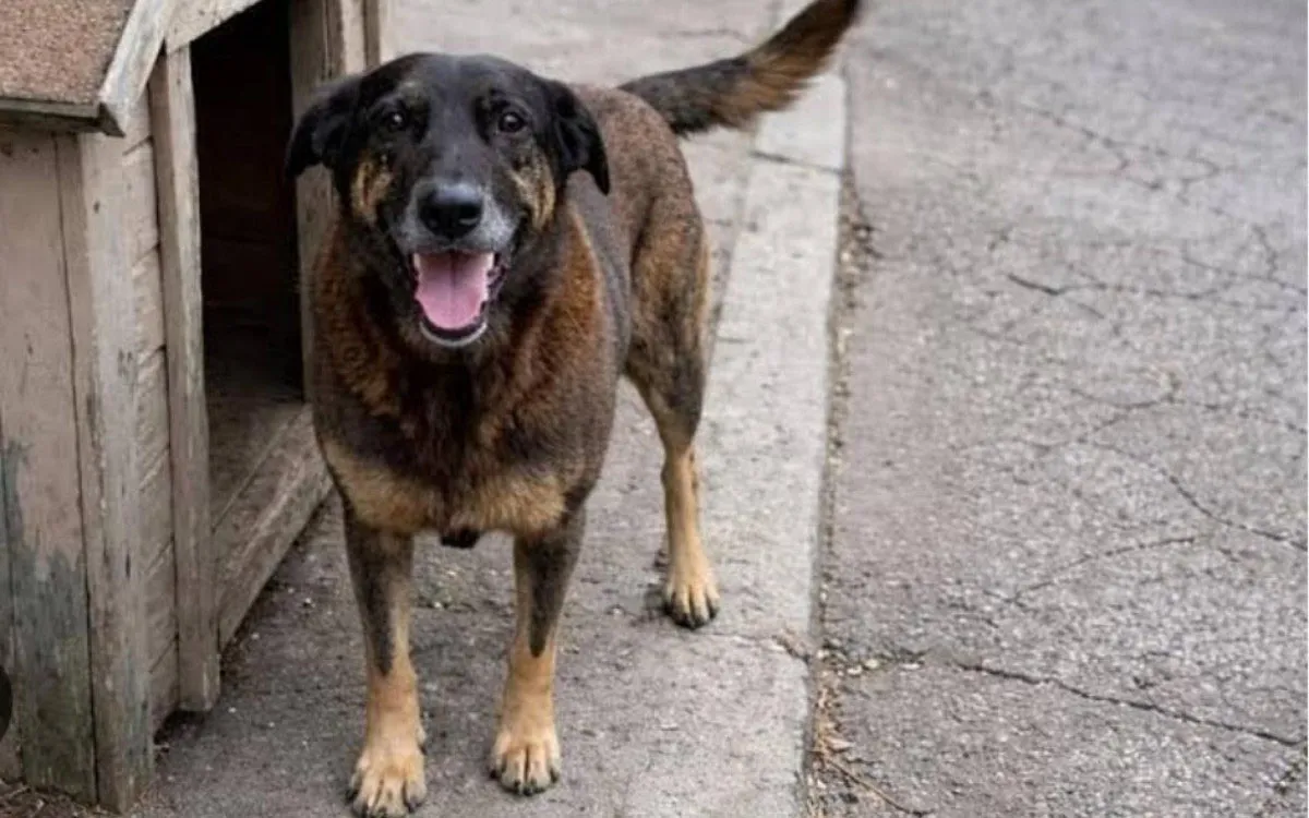 O cão comunitário que recebia cuidados de vários moradores na Praia Brava.