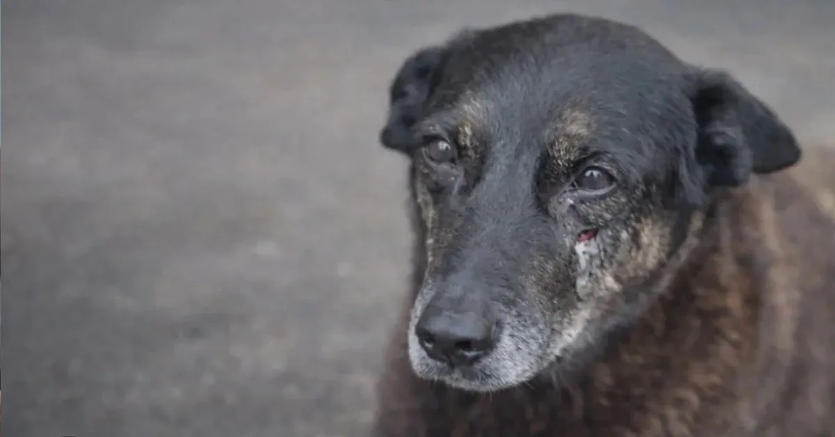 O caso segue sob investigação desde o dia 16 de janeiro após a morte do cão comunitário, ocorrido na Praia Brava, em Florianópolis, capital catarinense.