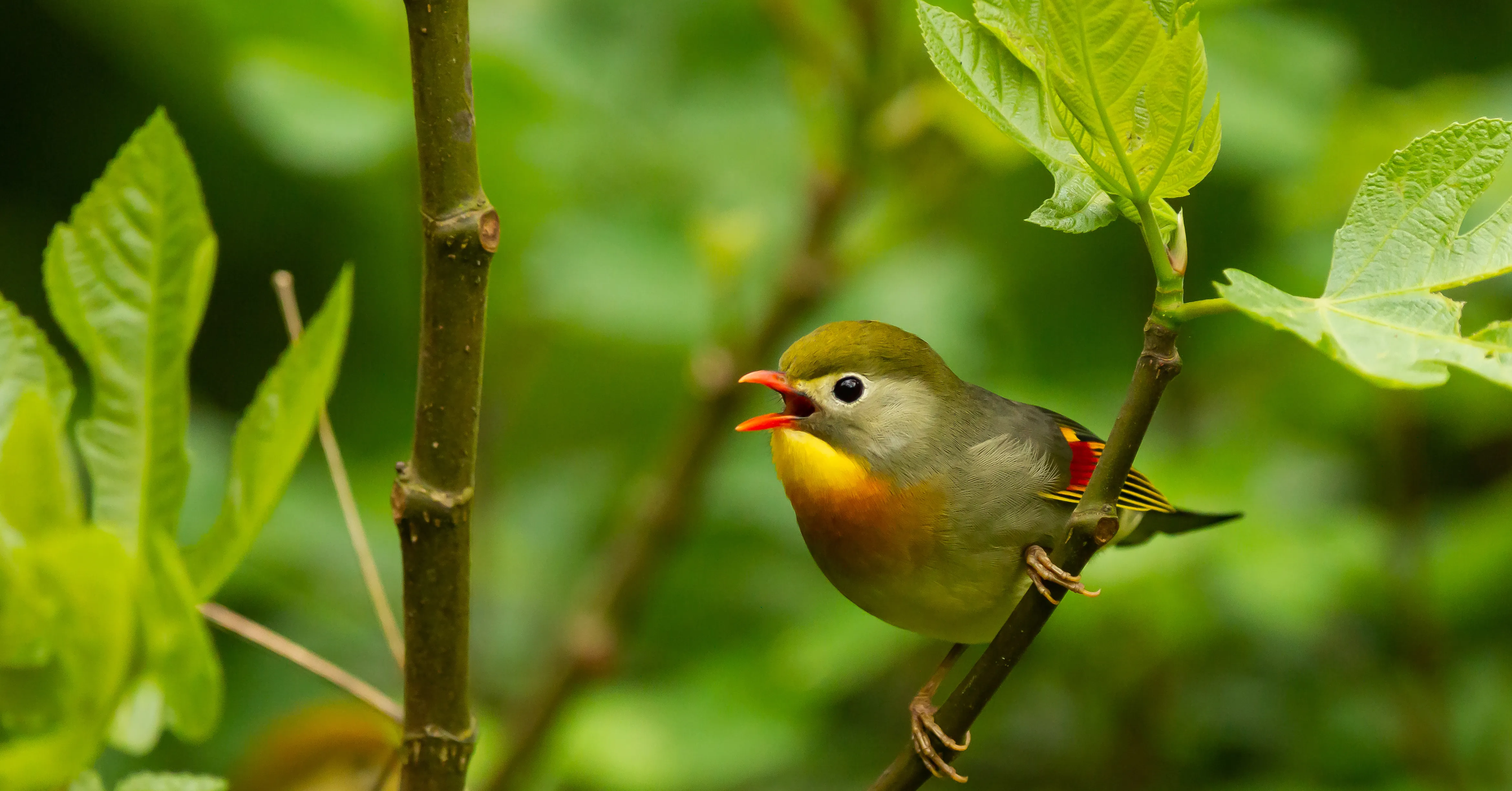 A diversidade de plantas influencia diretamente na variedade de espécies que podem aparecer