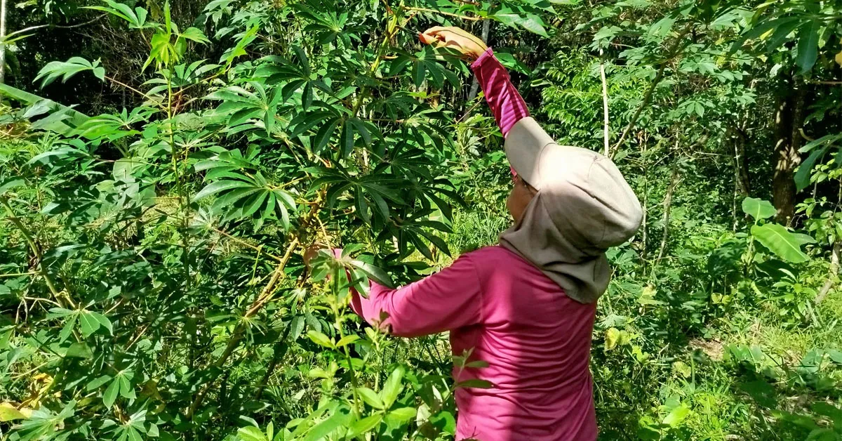 A iniciativa começa em um momento em que a restauração avança como uma das agendas mais estratégicas para a Amazônia.