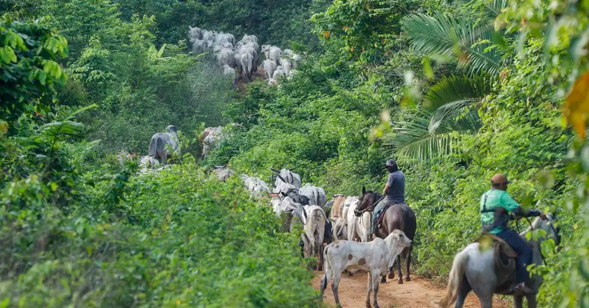 O ataque ocorreu enquanto vaqueiros contratados pelo Ibama conduziam gado em área invadida, em cumprimento a decisão do STF.