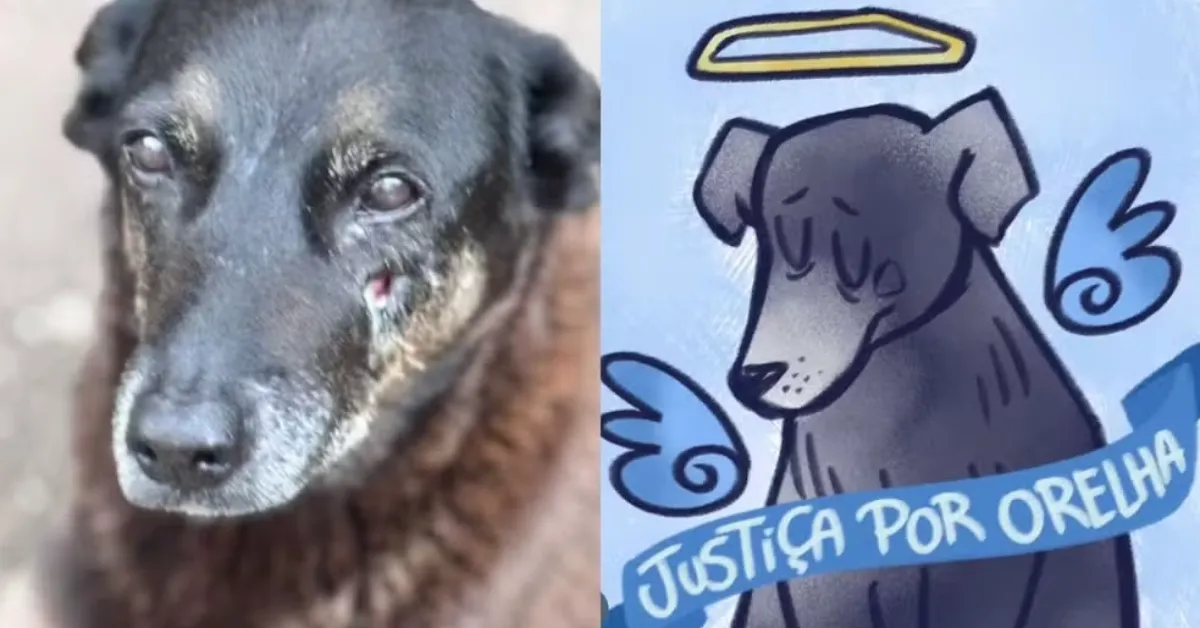 A morte do cão comunitário Orelha passou a ser investigada pela Polícia Civil de Santa Catarina após o animal ser brutalmente agredido.