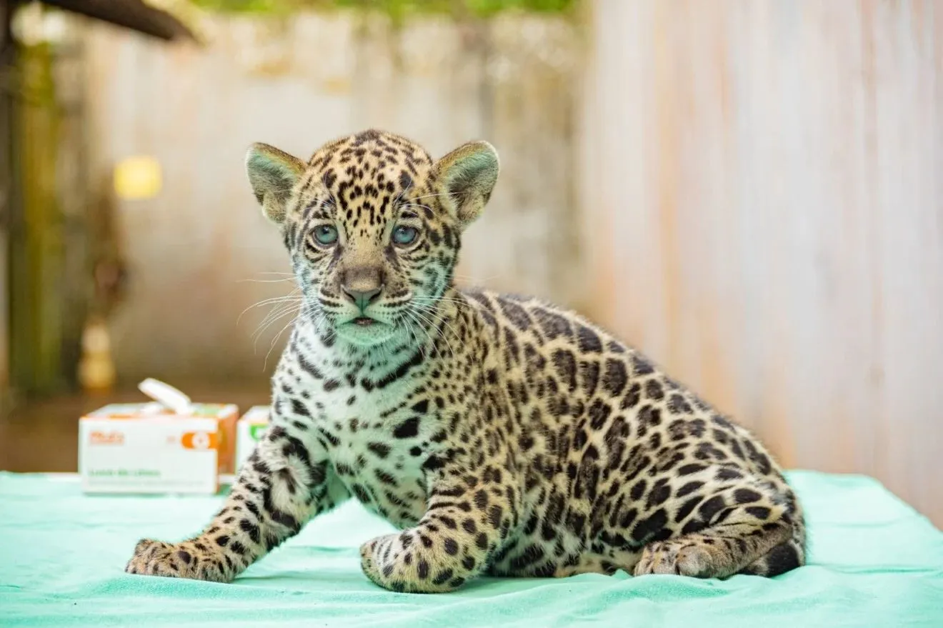 O nascimento é considerado um marco para a conservação da onça-pintada, espécie ameaçada de extinção.