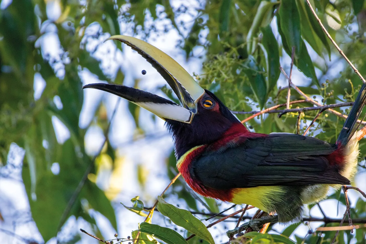 Diversidade de pássaros em vida livre pode ajudar a criar consciência ambiental nas novas gerações.