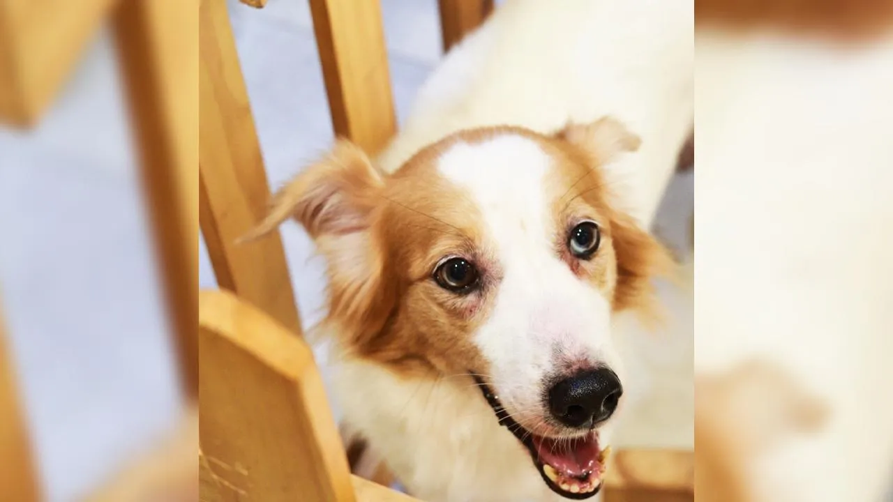 A ação será realizada das 10h às 17h, e reúne animais que aguardam uma oportunidade de recomeço em um ambiente seguro e acolhedor.