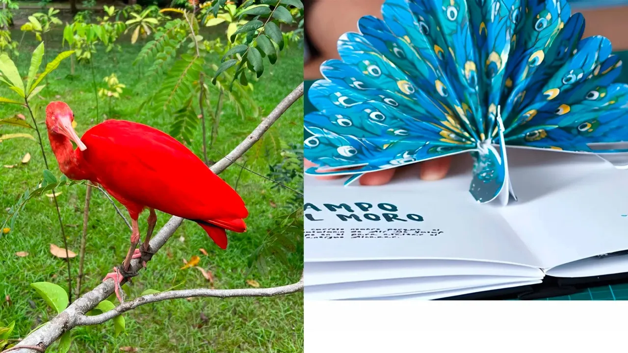 O evento começa às 9h30, no anfiteatro do parque, e a participação é gratuita.