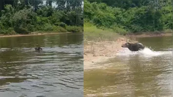Antas nadando no rio Xingu em  Área de Preservação Permanente da Usina Belo Monte