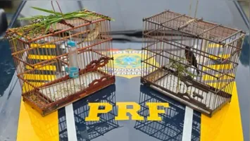 Os policiais constataram que as aves não possuíam anilhas de identificação