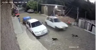 Homem é preso em Encruzilhada do Sul após investigação da Polícia Civil revelar, por meio de áudios, a confissão de atropelamento intencional e morte de dois cães.