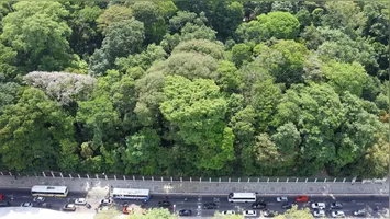 Imagem ilustrativa da notícia Bosque Rodrigues Alves preserva relação de Belém com a floresta