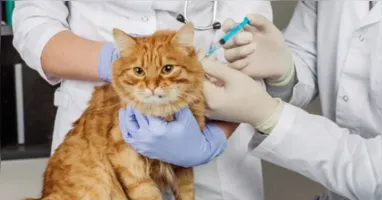Ação Animal da Prefeitura de Belém oferece atendimento veterinário gratuito para cães e gatos em comunidades da capital.