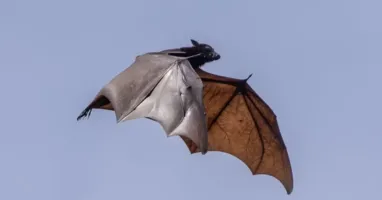 Raposa-voadora (gênero Pteropus): os maiores morcegos do mundo podem ultrapassar 1,80 metro de envergadura e vivem exclusivamente fora das Américas.