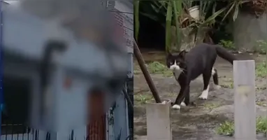 Imagem de gato morto e pendurado em varal gerou revolta em moradores da Cidade Nova 6, em Ananindeua.