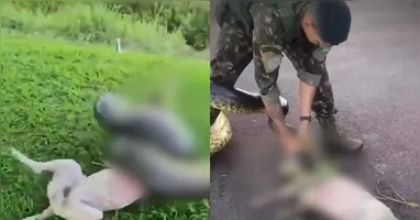 Vídeo mostra o momento em que uma sucuri ataca um cachorro no sudoeste do Pará.