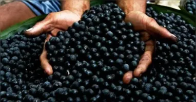 Com o reconhecimento do açaí como fruta nacional, a nova lei fortalece a identidade brasileira, valoriza os produtores amazônicos e amplia a proteção contra a biopirataria.