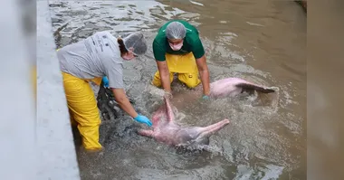 O boto-cor-de-rosa foi resgatado, mas apresentava escoriações pelo corpo e baixo peso.