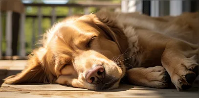 Cachorros gostam de tomar sol: descubra as razões por trás desse comportamento, seus benefícios e os cuidados.