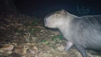 Animal resgatado recebe atendimento médico no Hospital Veterinário da Universidade Estácio.