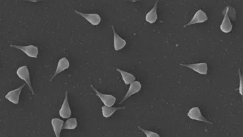 Imagem microscópica do Naiavírus