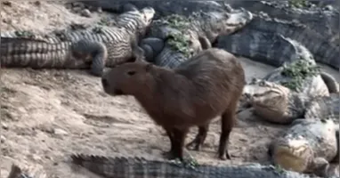 Imagem ilustrativa da notícia Como capivaras conseguem conviver com jacarés em segurança?