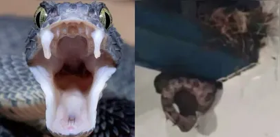 Imagens compartilhadas nas redes sociais mostram a cobra atacando um pássaro dentro de um ambiente escolar,