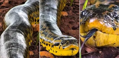 Sucuri gigante é flagrada em momento surpreendente no Pantanal. Veja o vídeo!