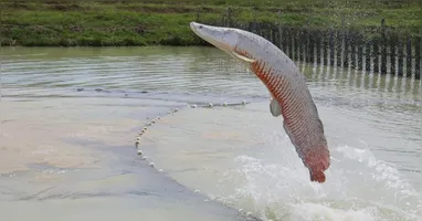 A norma determina que todo pirarucu capturado deve ser obrigatoriamente abatido. Por isso, o animal não pode ser devolvido à água em hipótese alguma.
