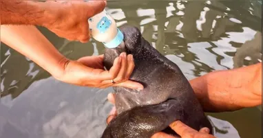 O espaço será destinado ao cuidado dos animais nos últimos anos de tratamento, antes da reintegração ao habitat natural.